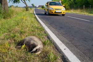 wildlife car accidents attorney anthony carbone