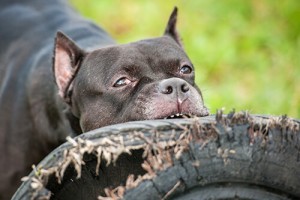 dog breed laws anthony carbone
