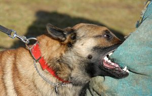 dog attacks in new jersey anthony carbone