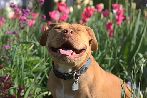Pit Bull Laws in New Jersey