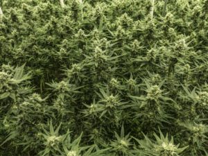 Marijuana Cultivation Facilities