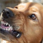 dog bites: they're really bot as breed specific as you think | the law offices of anthony carbone