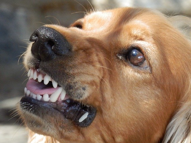 dog bites: they're really bot as breed specific as you think | the law offices of anthony carbone